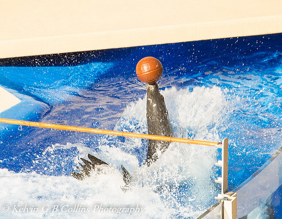 Sea World San Diego
